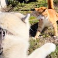 散歩で出会った『野…