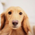 犬が『満足いってい…