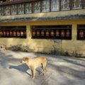 犬の家畜化は食べ物…