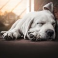 犬が寝ている時に悲…