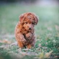 犬に危険な『ノギ』…