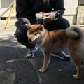 ドッグレスキュー！…