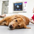 犬がぐったりしてる…
