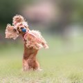 垂れ耳の犬について…