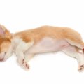 犬の股関節脱臼とは…