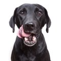 犬がドッグフードを…
