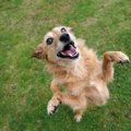 シニア犬にトリック…