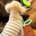 眠っていたら、犬が…