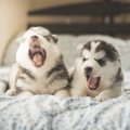 犬が眠る直前に見せ…
