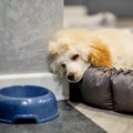 老犬がご飯を食べないのはなぜ？食欲をアップさせる工夫や注意点を解説