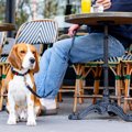 犬を飼う前に知って…