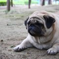 『太りやすい』犬種5…