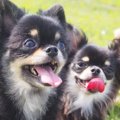 愛犬の口腔ケアで健…