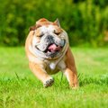 魅力的な『ブサカワ…
