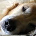 犬が乳腺腫瘍になる…