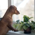 犬の飼い主が罪悪感…