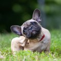 犬が『顔や頭を掻く…