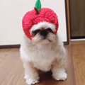 シーズーのワンちゃ…