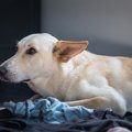 犬に向かって大声を…