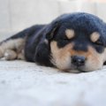 犬の人工血液を中央…