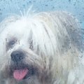 カビによる犬への健…
