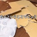 実家に帰省中、2匹の…