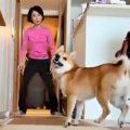 犬とボール遊びをし…