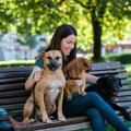 犬と一緒に公園に行…