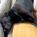 なぜか大型犬が寝て…