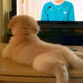 大型犬の赤ちゃんが…