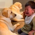 赤ちゃんが大型犬に…