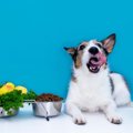 犬の味覚は4種類！？…