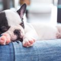 犬が膝の上で寝るの…