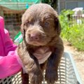 『大型犬を飼うこと…