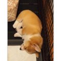 シャンプーの刑!?疲…