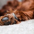 犬の『肉球』にやっ…