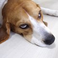 犬が子供にやきもち…