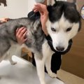 大型犬4頭を予防接種…