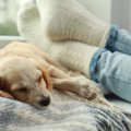 犬を『リラックスさ…