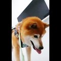 「年だもんねぇ」「…