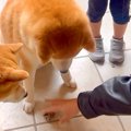 2歳の女の子の『大切…