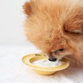 犬に与えてもいい『…