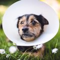 犬の蛋白喪失性腸炎…