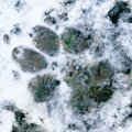 雪景色を満喫するゴ…