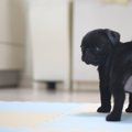 犬を『あだ名』で呼…