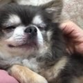 マッサージが気持ち…
