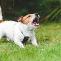 愛犬が攻撃的になっ…