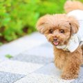 犬を『アクセサリー…