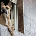 犬はなぜ飼い主の帰…