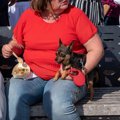 糖尿病の犬の飼い主…